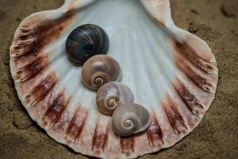 Still life of shells and artifacts shaped and returned by the sea Stock Photos