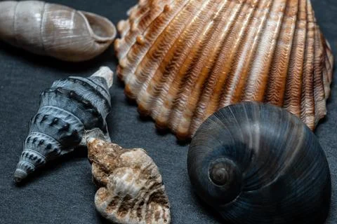 Still life of shells and artifacts shaped and returned by the sea 2 Stock Photos