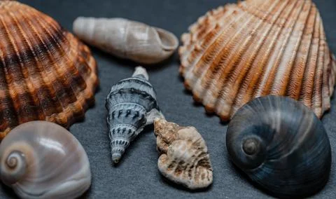 Still life of shells and artifacts shaped and returned by the sea 2 Stock Photos