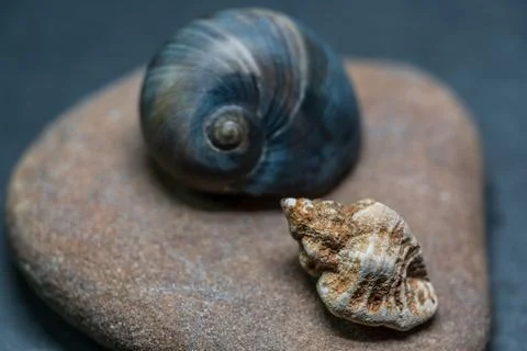 Still life of shells and artifacts shaped and returned by the sea 2 Foto stock