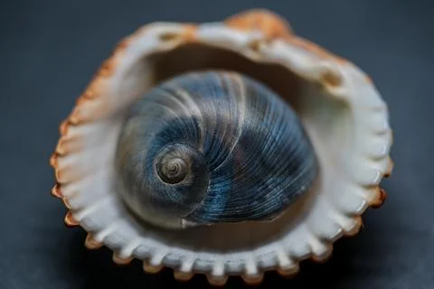 Still life of shells and artifacts shaped and returned by the sea 2 Stock Photos