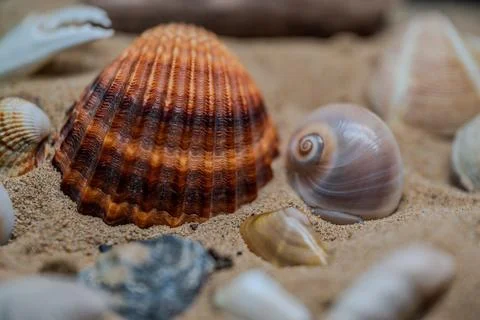 Still life of shells and artifacts shaped and returned by the sea 2 Stock Photos