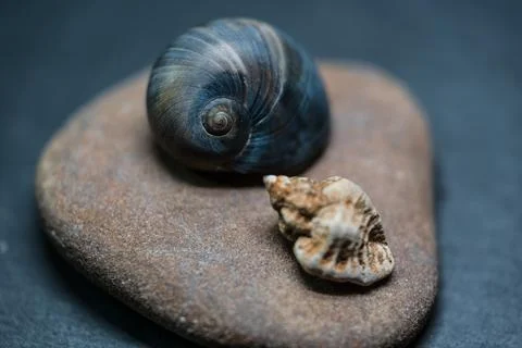 Still life of shells and artifacts shaped and returned by the sea 2 Stock Photos