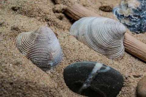 Still life of shells and artifacts shaped and returned by the sea 2 Stock Photos