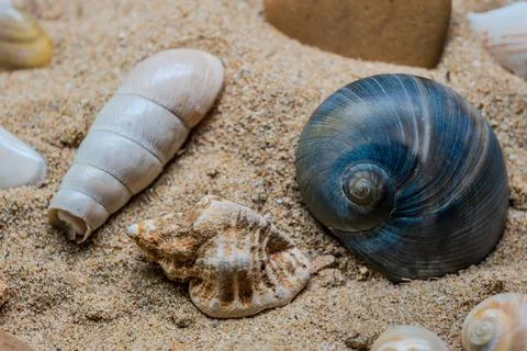 Still life of shells and artifacts shaped and returned by the sea 2 Stock Photos