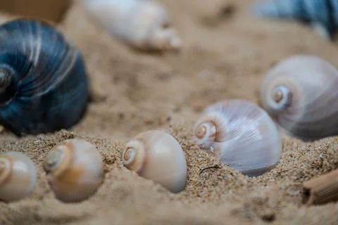 Still life of shells and artifacts shaped and returned by the sea 2 Stock Photos