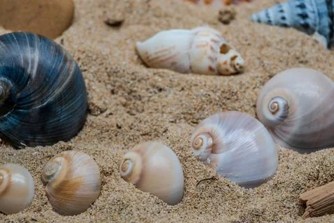 Still life of shells and artifacts shaped and returned by the sea 2 Stock-Fotos