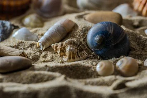 Still life of shells and artifacts shaped and returned by the sea 2 Stock Photos