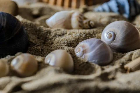 Still life of shells and artifacts shaped and returned by the sea 2 Stock Photos