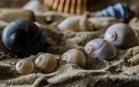 Still life of shells and artifacts shaped and returned by the sea 2 Stock Photos