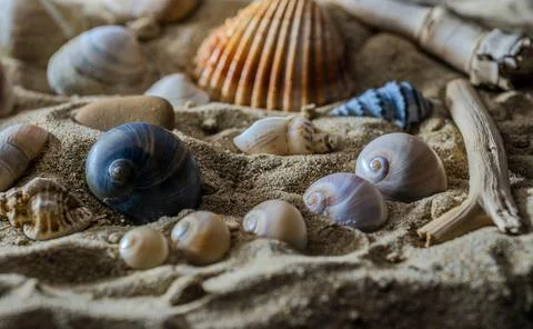 Still life of shells and artifacts shaped and returned by the sea 2 Stock Photos