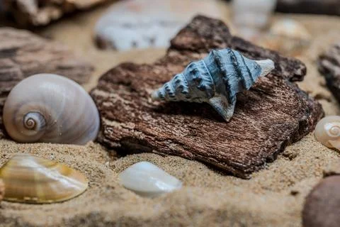 Still life of shells and artifacts shaped and returned by the sea 2 Stock Photos