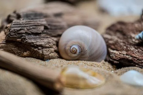 Still life of shells and artifacts shaped and returned by the sea 2 Foto stock