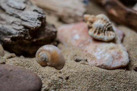 Still life of shells and artifacts shaped and returned by the sea 2 库存照片