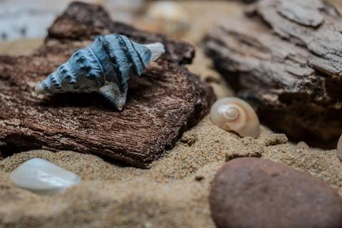 Still life of shells and artifacts shaped and returned by the sea 2 Stock Photos