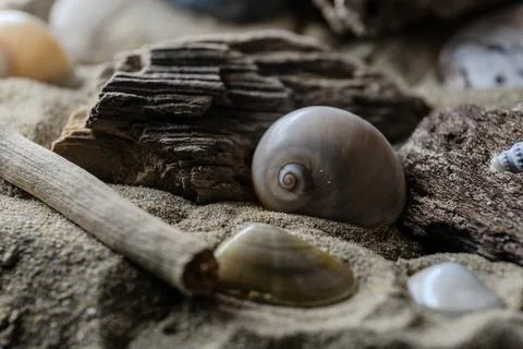 Still life of shells and artifacts shaped and returned by the sea 2 Stock Photos