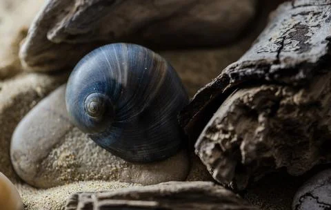 Still life of shells and artifacts shaped and returned by the sea 2 Stock Photos