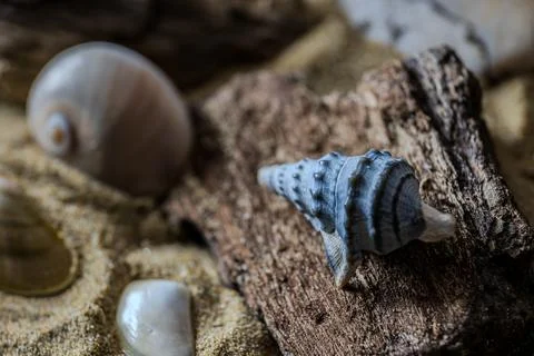 Still life of shells and artifacts shaped and returned by the sea 2 Stock Photos