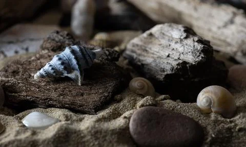Still life of shells and artifacts shaped and returned by the sea 2 Stock Photos