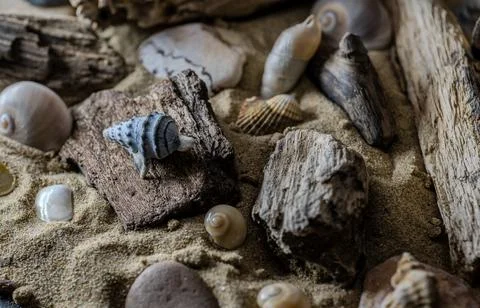 Still life of shells and artifacts shaped and returned by the sea 2 Fotos Stock