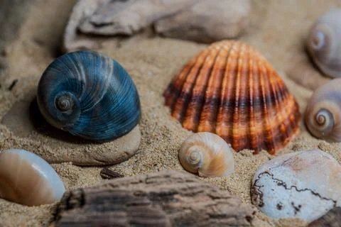 Still life of shells and artifacts shaped and returned by the sea 2 Stock Photos