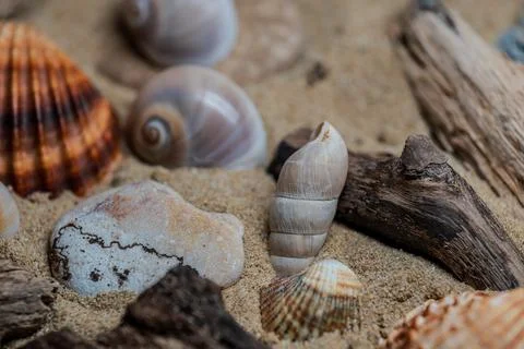 Still life of shells and artifacts shaped and returned by the sea 2 Stock Photos