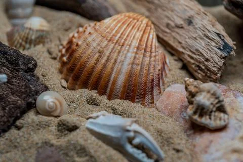 Still life of shells and artifacts shaped and returned by the sea 2 Stock Photos