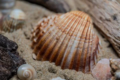 Still life of shells and artifacts shaped and returned by the sea 2 库存照片
