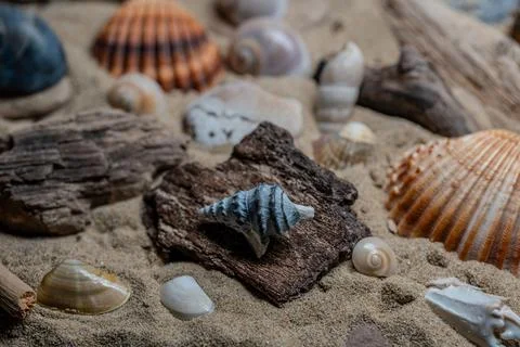 Still life of shells and artifacts shaped and returned by the sea 2 Fotos de archivo