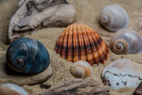 Still life of shells and artifacts shaped and returned by the sea 2 Stock Photos