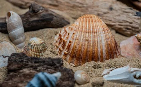 Still life of shells and artifacts shaped and returned by the sea 2 Stock Photos