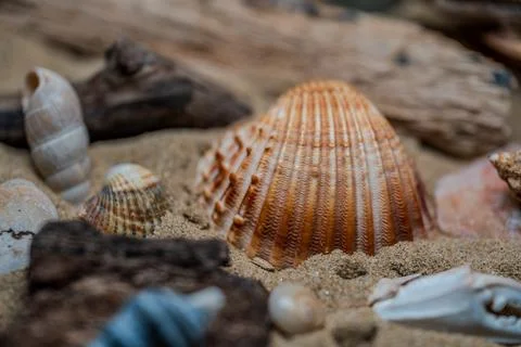 Still life of shells and artifacts shaped and returned by the sea 2 Stock Photos