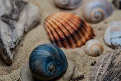 Still life of shells and artifacts shaped and returned by the sea 2 Stock Photos