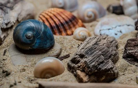 Still life of shells and artifacts shaped and returned by the sea 2 Stock Photos