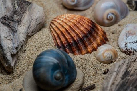 Still life of shells and artifacts shaped and returned by the sea 2 Stock Photos