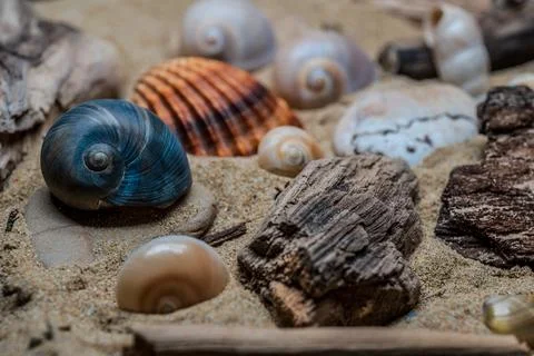 Still life of shells and artifacts shaped and returned by the sea 2 Stock Photos