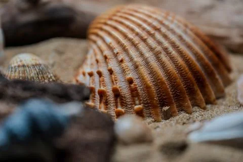 Still life of shells and artifacts shaped and returned by the sea 2 Stock Photos