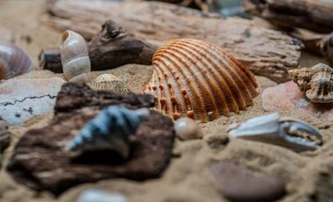 Still life of shells and artifacts shaped and returned by the sea 2 Stock Photos