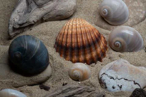 Still life of shells and artifacts shaped and returned by the sea 2 Stock Photos