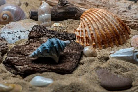 Still life of shells and artifacts shaped and returned by the sea 2 Stock Photos