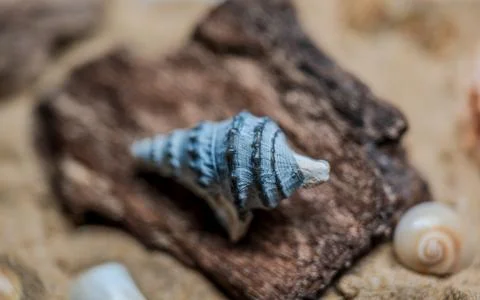 Still life of shells and artifacts shaped and returned by the sea 2 Stock-Fotos