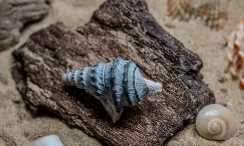 Still life of shells and artifacts shaped and returned by the sea 2 Stock Photos
