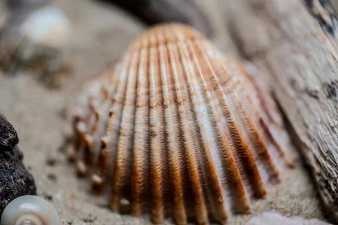 Still life of shells and artifacts shaped and returned by the sea 2 Stock Photos