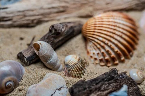 Still life of shells and artifacts shaped and returned by the sea 2 Stock Photos