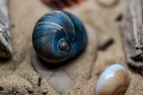 Still life of shells and artifacts shaped and returned by the sea 2 Stock Photos