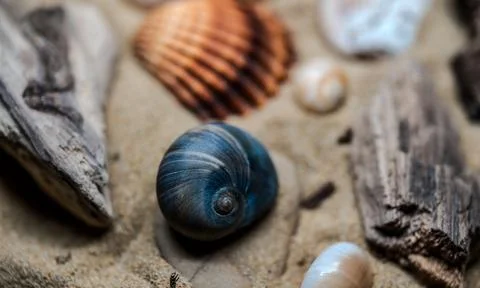 Still life of shells and artifacts shaped and returned by the sea 2 Stock Photos