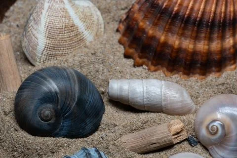 Still life of shells and artifacts shaped and returned by the sea 3 Foto stock