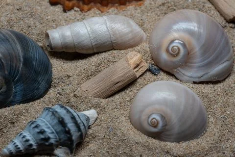 Still life of shells and artifacts shaped and returned by the sea 3 Stockfoto's