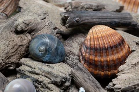 Still life of shells and artifacts shaped and returned by the sea 3 库存照片