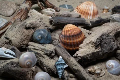 Still life of shells and artifacts shaped and returned by the sea 3 Stockfoto's